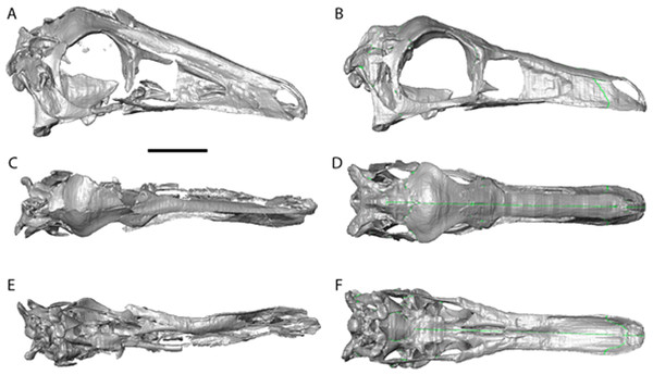 Garudimimus brevipes reconstruction (GIN 100/13).