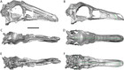 Retrodeformation and muscular reconstruction of ornithomimosaurian ...