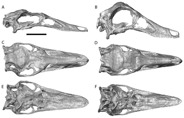 Struthiomimus altus reconstruction (RTMP 1990.026.0001).