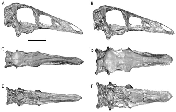 Ornithomimus edmontonicus reconstruction (RTMP 1995.110.0001) showing the effect of the mediolateral expansion after separating the taphonomically deformed bones of the palate.