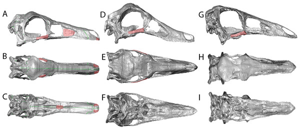 Reconstructions showing the regions where material was added using the paintbrush region-selecting tool within Avizo.