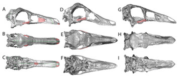 Retrodeformation and muscular reconstruction of ornithomimosaurian ...