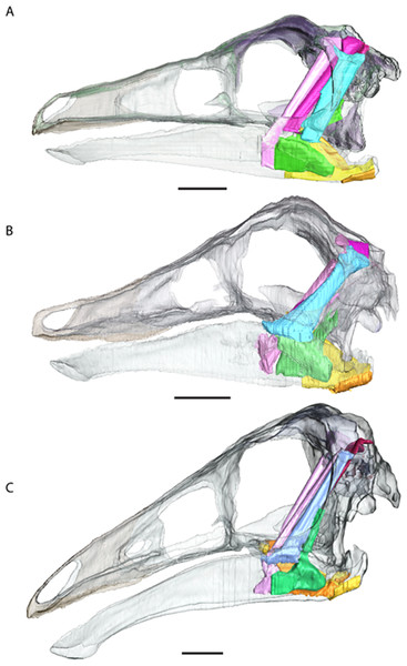 Full cranial reconstruction including musculature of the jaw.