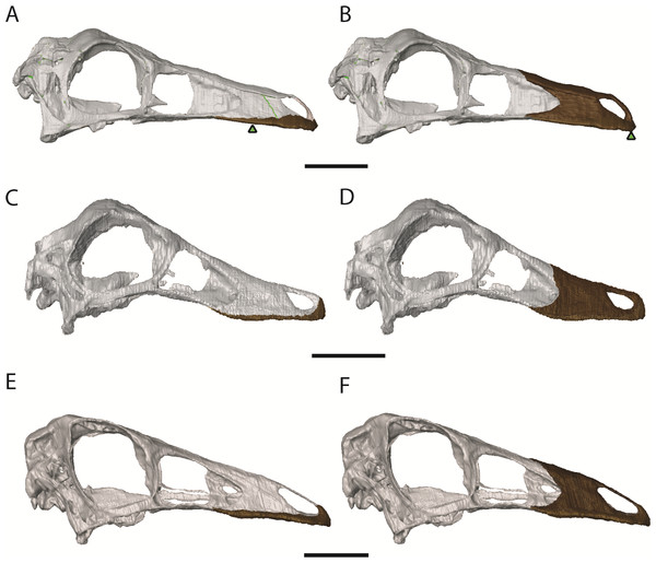 Ornithomimosaur beaks.
