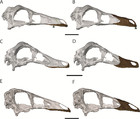 Retrodeformation and muscular reconstruction of ornithomimosaurian ...