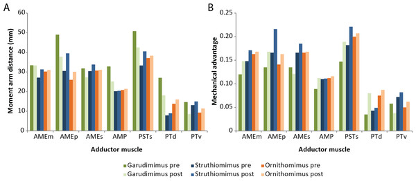 Effects of retrodeformation on myological reconstructions.