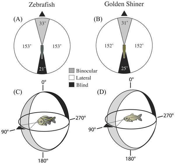 Visual field configuration of the (A) zebrafish and (B) golden shiner in the two-dimensional horizontal plane of the head (90°–270°).