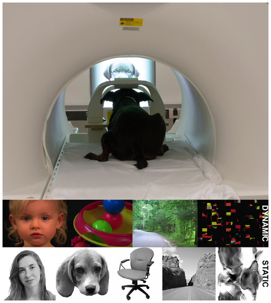 Experimental setup in MRI.