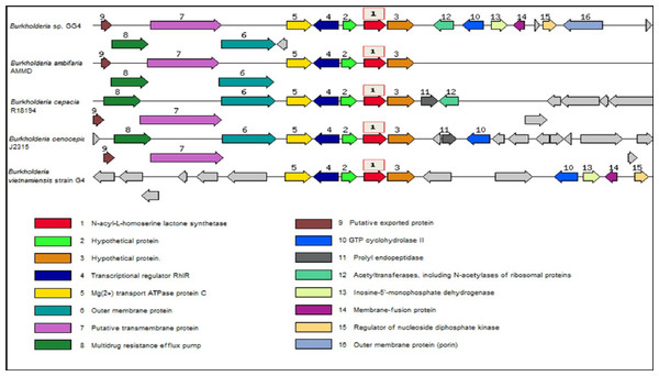 Comparison of LuxI gene cluster among B. cepacia GG4 and four close relatives, B. ambifaria AMMD, B. cepacia R18194,B. cenocepacia J2315 and B. vietnamiensis G4.
