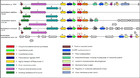 Whole genome sequencing enables the characterization of BurI, a LuxI ...