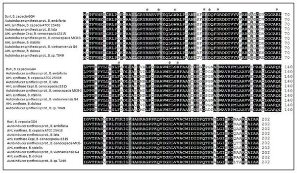 Multiple sequence alignment of N-acylhomoserine lactone autoinducer protein sequences of Bukholderia cepacia GG4 and other Bukholderia species.