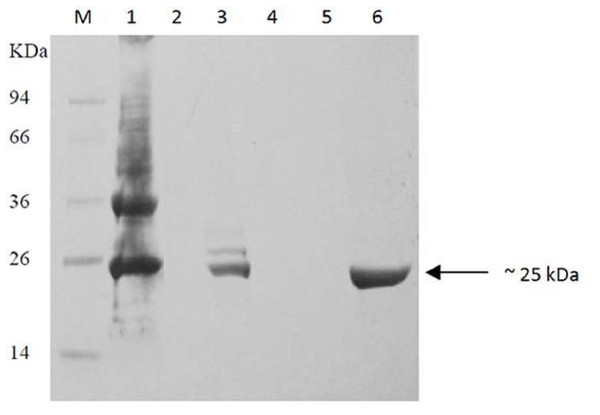 Purification of recombinant BurI protein from insoluble fraction of induced E. coli BL21 harboring pET28a-burI.