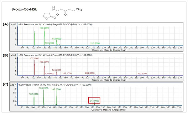 MS analyses of the extract of spent culture supernatant from IPTG-induced E. coli BL21 harboring pET28a-burI.