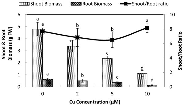 Impact of elevated levels of Cu2+ on biomass production of stone-head cabbage (Brassica oleracea var. capitata).