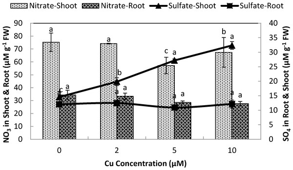 Impact of elevated levels of Cu2+ on nitrate and sulfate content of stone-head cabbage (Brassica oleracea var. capitata).