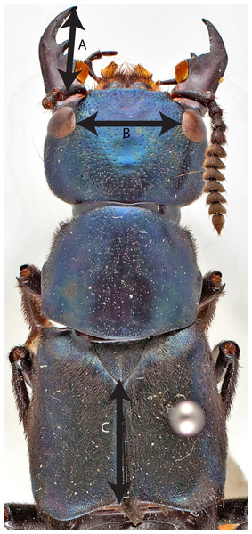 Dorsal view of T. dilatus with measurements.