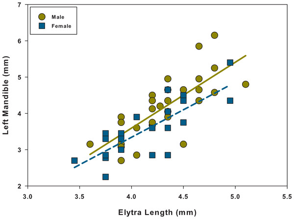 Scatter plot and linear regression between elytra length and left mandible for males and females.
