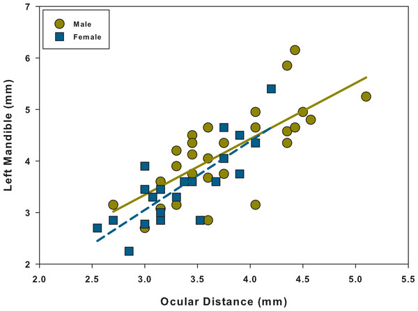 Scatter plot and linear regression between ocular distance and left mandible for males and females.