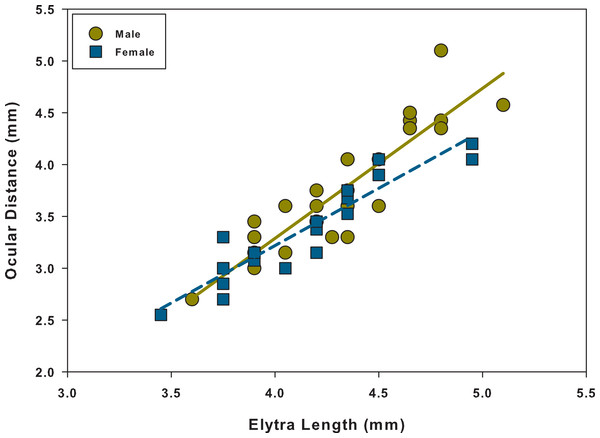 Scatter plot and linear regression between elytra length and ocular distance for males and females.