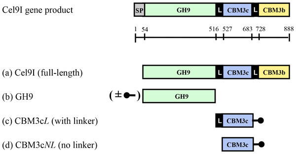 Schematic diagram of the Cel9I gene product and the recombinant proteins (A–D) prepared for this study.