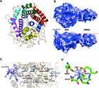 Reassembly and co-crystallization of a family 9 processive ...