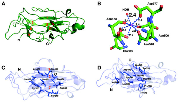 Structure of the CBM3c of Cel9I from C. thermocellum.