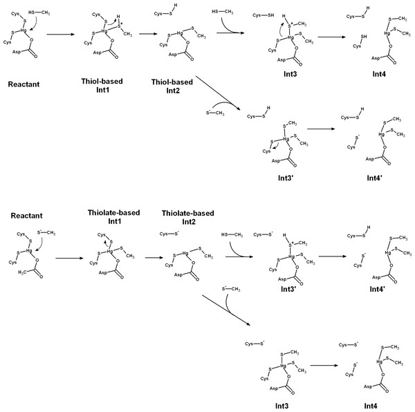 Pathways for Hg removal from MerB, starting from an attacking thiol (“thiol-based” mechanism) or an attacking thiolate (“thiolate-based” mechanism).