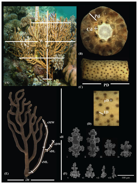 Isis hippuris morphological trait measurements plate.