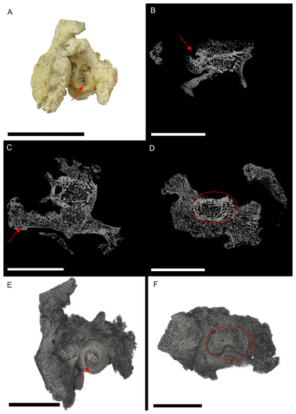 S. serpentarius (NHM S/1869.2.16.1) pedal phalanx; photograph of the specimen in plantar view (A), XMT slices in medial-lateral (B), dorsal-ventral (C) and transverse (D) views, and 3D rendering of the plantar (E) and distal (F) surfaces.