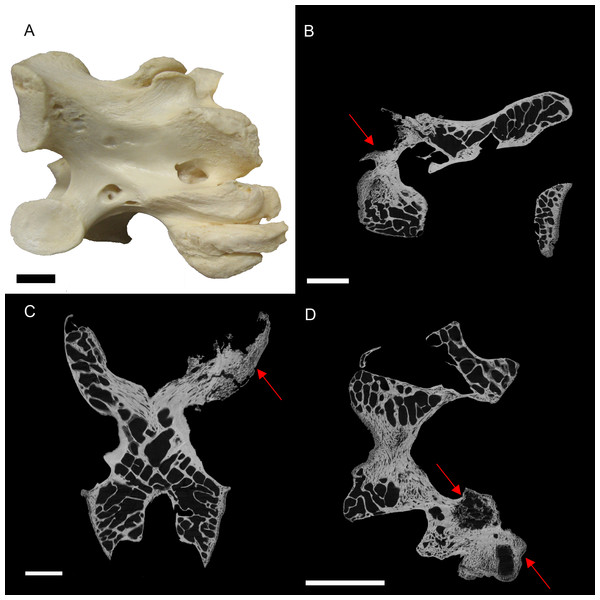 S. camelus (BHI 6241) cervical vertebra; photograph of the specimen in medial-lateral view (A) and XMT slices in medial-lateral (B), dorsal-ventral (C) and transverse (D) views.