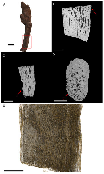 T. rex (BHI 3033) cervical rib; photograph of the specimen in rostral-caudal view (A), XMT slices in medial-lateral (B), rostral-caudal (C) and transverse (D) views, and 3D rendering in medial-lateral view (E).