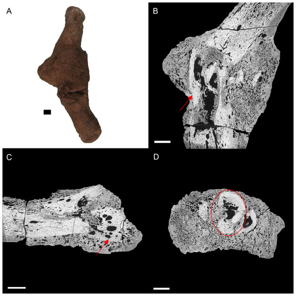 E. annectens (BHI 6191) metacarpal; photograph of the specimen in medial-lateral view (A) and XMT slices in medial-lateral (B), dorsal-ventral (C) and transverse (D) views.