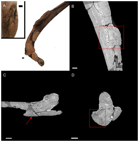 E. annectens (BHI 6184) dorsal rib; photograph of the specimen in rostral-caudal view with magnified image of the ‘folded tissue’ (A) and XMT slices in rostral-caudal (B), medial-lateral (C) and transverse (D) views.