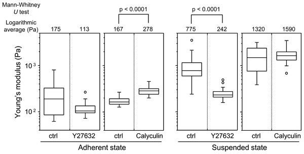 Elastic responses of adherent and BAM-anchored suspended cells following treatment with Y27632 and calyculin A.