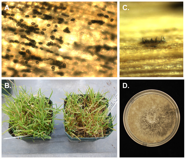 Photographs of Poa annua plants inoculated with Colletotrichum cereale.