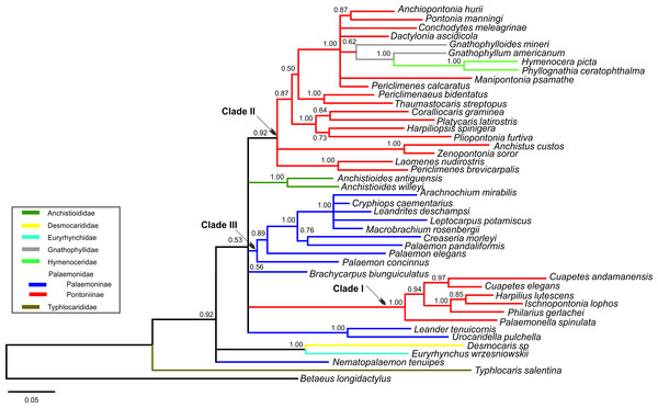 Bayesian majority rule consensus topology for combined dataset (16S/H3/18S) of the palaemonoid clade.