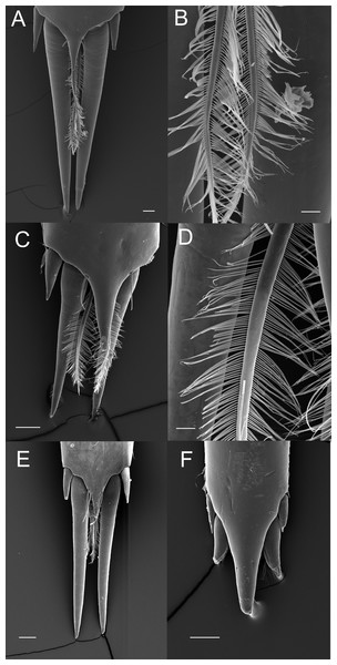 Ornamentation of the posterior telson margin of some Palaemoninae.