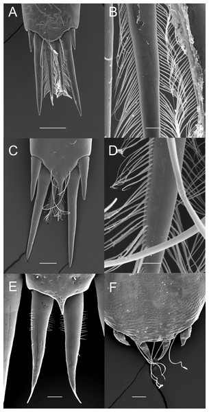 Ornamentation of the posterior telson margin of some Pontoniinae.