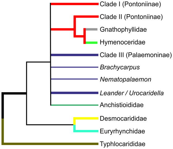 Cladogram of hypothesised relationships of palaemonoid taxa derived from all molecular analyses.