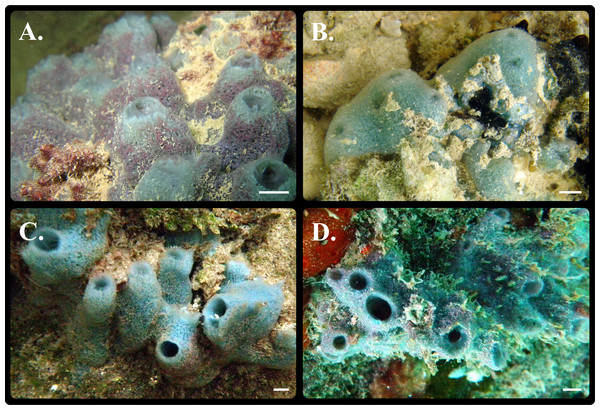 Photos of sponge morphs.