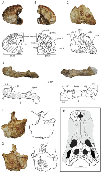 Cranio-mandibular elements of Allodaposuchus hulki and interpretative diagrams.