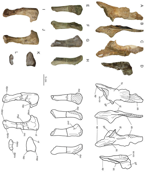 Appendicular forelimb elements of Allodaposuchus hulki and interpretative diagrams.
