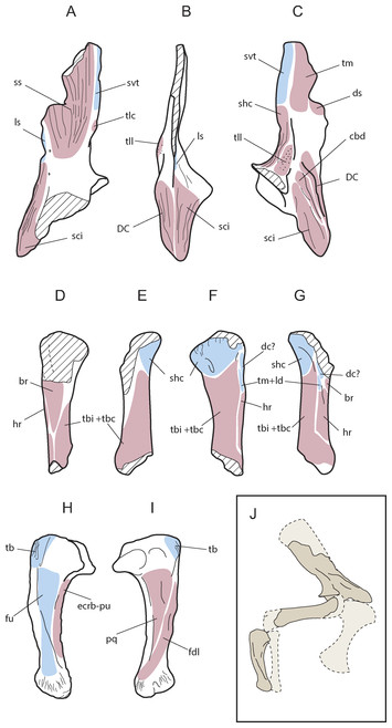 A new species of Allodaposuchus (Eusuchia, Crocodylia) from the ...