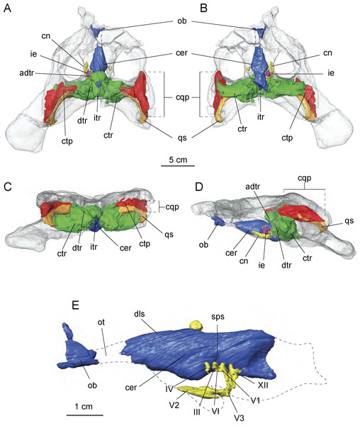 Cranial endocast and pneumatic sinuses within the semi-transparent body skull of Allodaposuchus hulki.