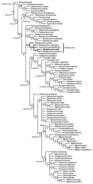 Resulting strict consensus cladogram illustrating the phylogenetic relationship of Allodaposuchus hulki and the basal position of ‘Allodaposuchia’ within Crocodylia.