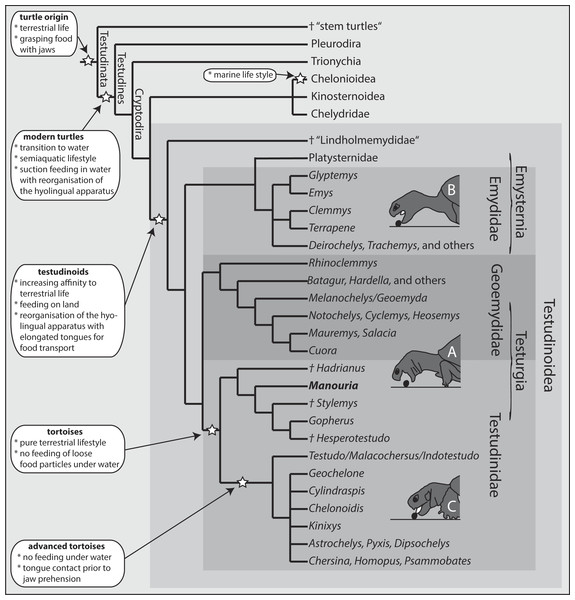 Phylogeny of turtle clades with a focus on Testudinoidea.