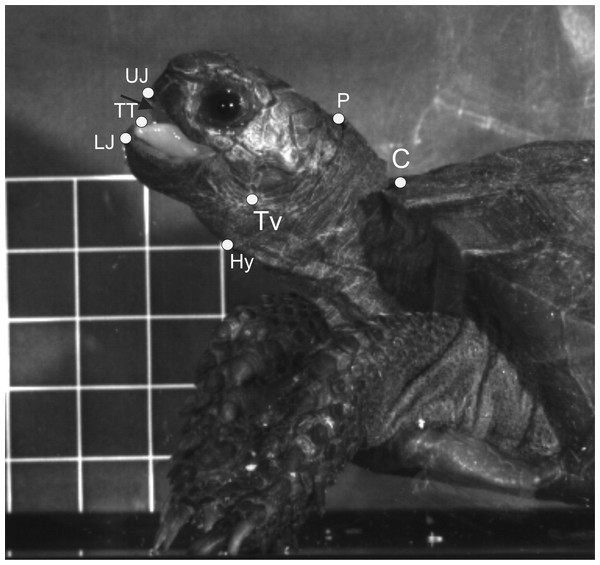 Selected frame from a high-speed video sequence (500 frs) of food transport in Manouria emys, showing the landmarks used for kinematic analyses.