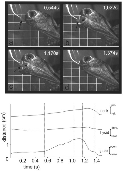 Selected frames and graphics (based on a high-speed video with 500 frs) represent the movements of jaws, hyoid and t head during terrestrial food uptake in Manouria emys when feeding on pieces of beef heart.