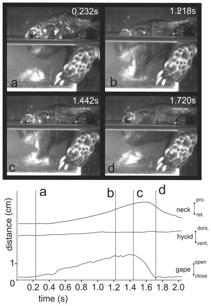 Selected frames and graphics (based on high-speed video with 250 frs) showing the movements of jaws, hyoid, and head during attempts of aquatic food uptake in Manouria emys.