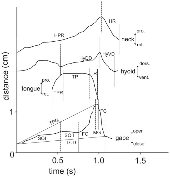 Selected graphics (based on a high-speed video with 500 fr/s) showing the movement patterns of jaws, hyoid, tongue and head during terrestrial food transport in M. emys; note the delay in hyoid ventral displacement relative to the start the retraction of the tongue tip, as well as the delay of both the tongue retraction and hyoid retraction relative to the start of the FO phase.